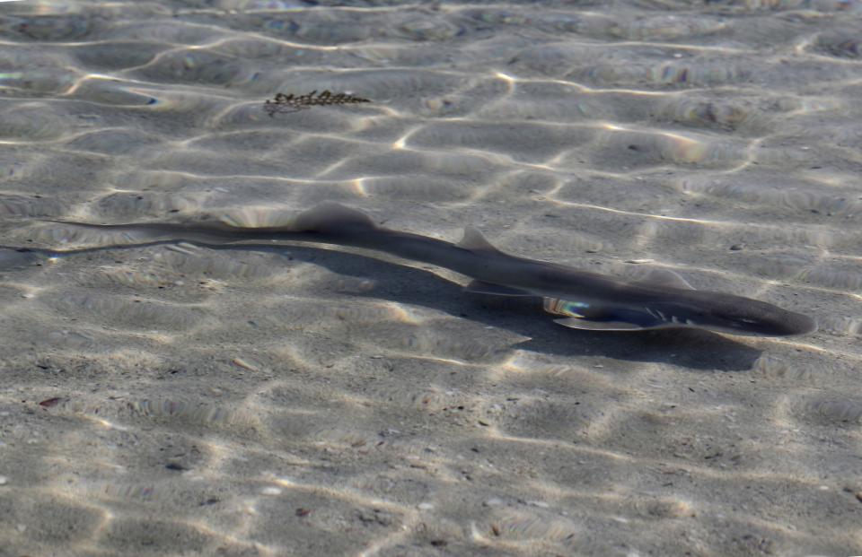 An Arabian carpet shark swims away after being released into Persian Gulf waters during a project by the Atlantis Hotel, at the The Jebel Ali Wildlife Sanctuary, in Dubai, United Arab Emirates, Thursday, April 22, 2021. A team of conservationists are releasing baby sharks that were bred in aquariums into the open sea in an effort to contribute to the conservation of native marine species in the Persian Gulf. (AP Photo/Kamran Jebreili)