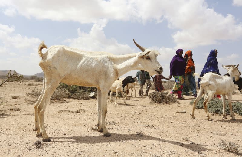FILE PHOTO: A family walks with their goats and sheep in search of water during a El Nino-related drought in Marodijeex town of southern Hargeysa, in northern Somalia's semi-autonomous Somaliland region