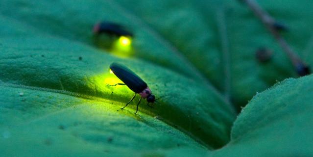 real fireflies