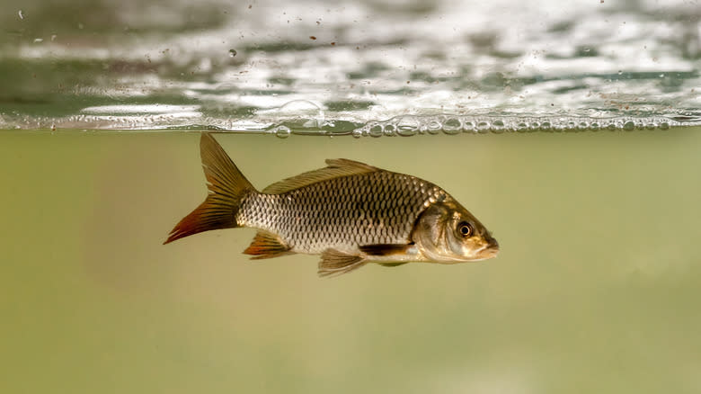 tilapia fish swimming in water