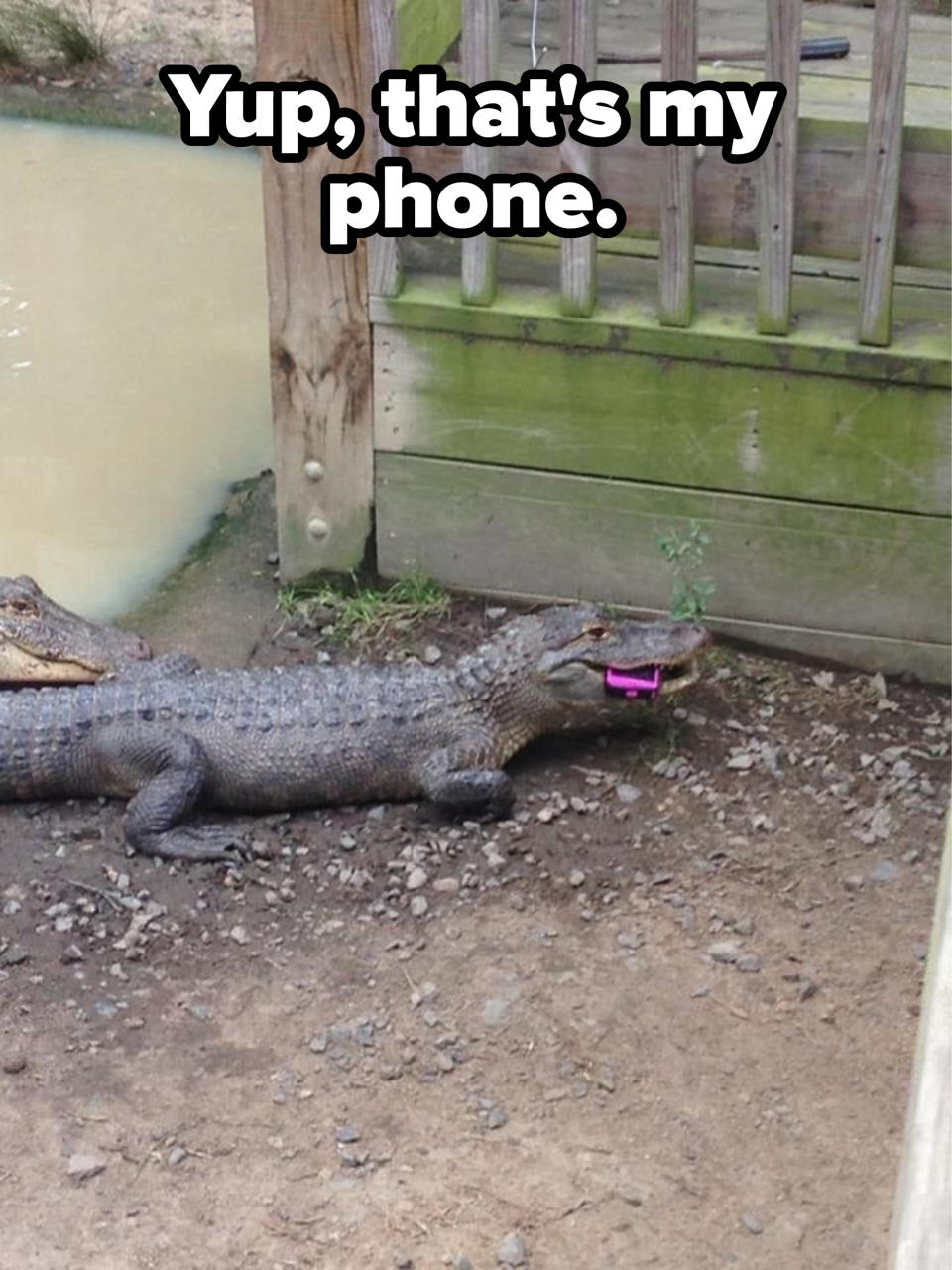 A cellphone inside an alligator's mouth