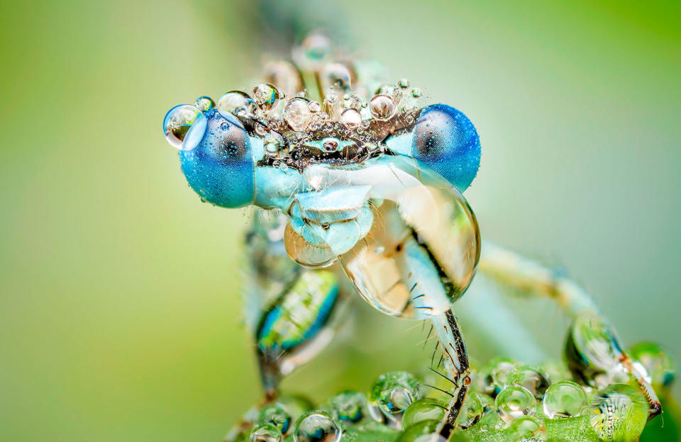 Fantastic photography of insects and water droplets