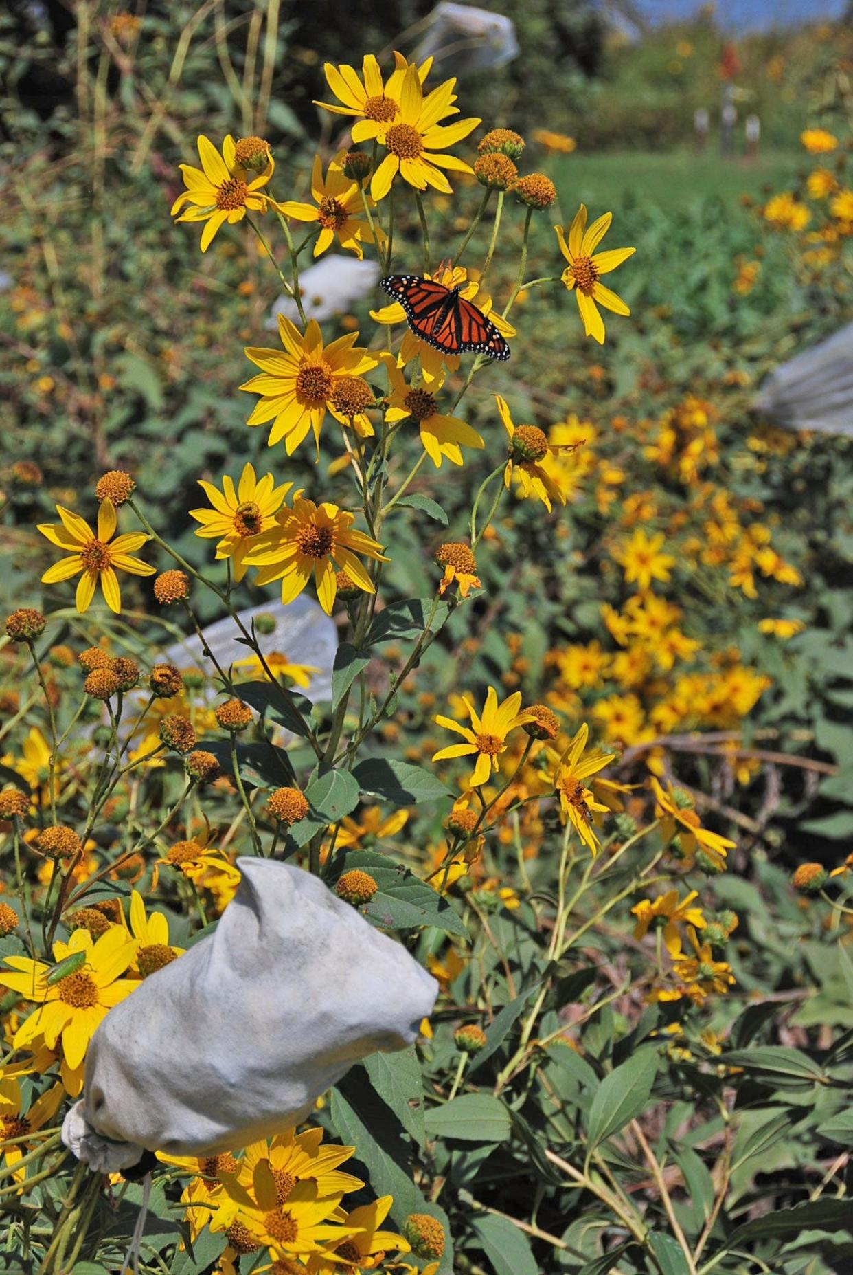 Cup plant, shown here, is a perennial wildflower being developed at the Land Institute in Salina, Kansas. In a recent study, cup plant and silflower, a perennial sunflower, showed good potential for producing forage, suppressing weeds and attracting pollinators when planted as a field borde