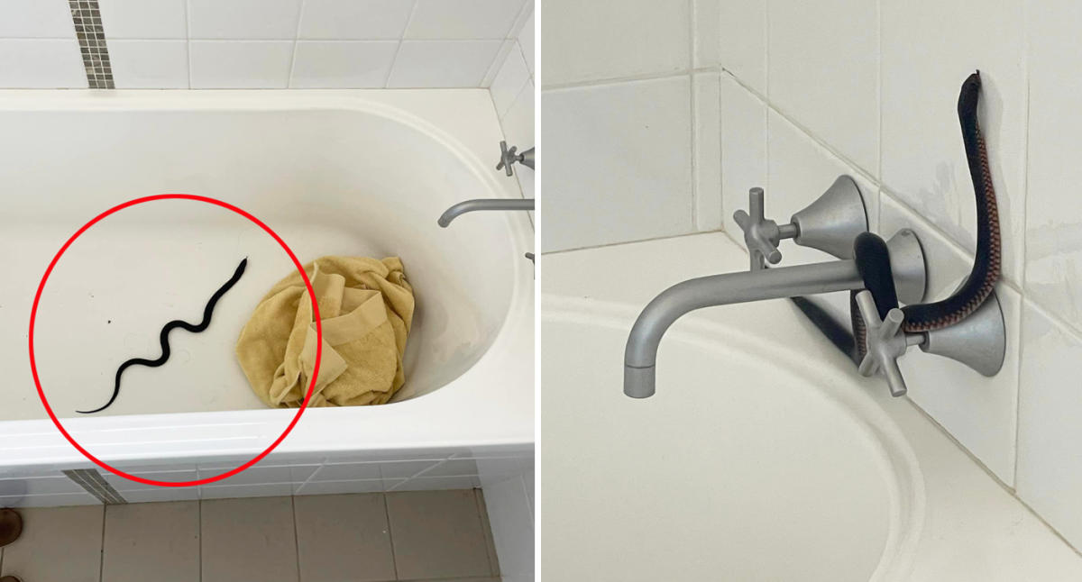 Massive snake slithers out of ladies' room toilet in Australia, becomes  your next nightmare