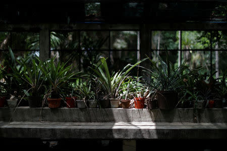 Partially dried Bromeliads leaves are seen in a greenhouse at the botanical garden in Caracas, Venezuela July 9, 2018. Picture taken July 9, 2018. REUTERS/Marco Bello