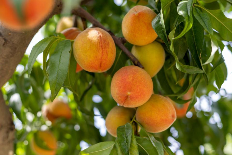 Closeup of ripe peaches on tree. 