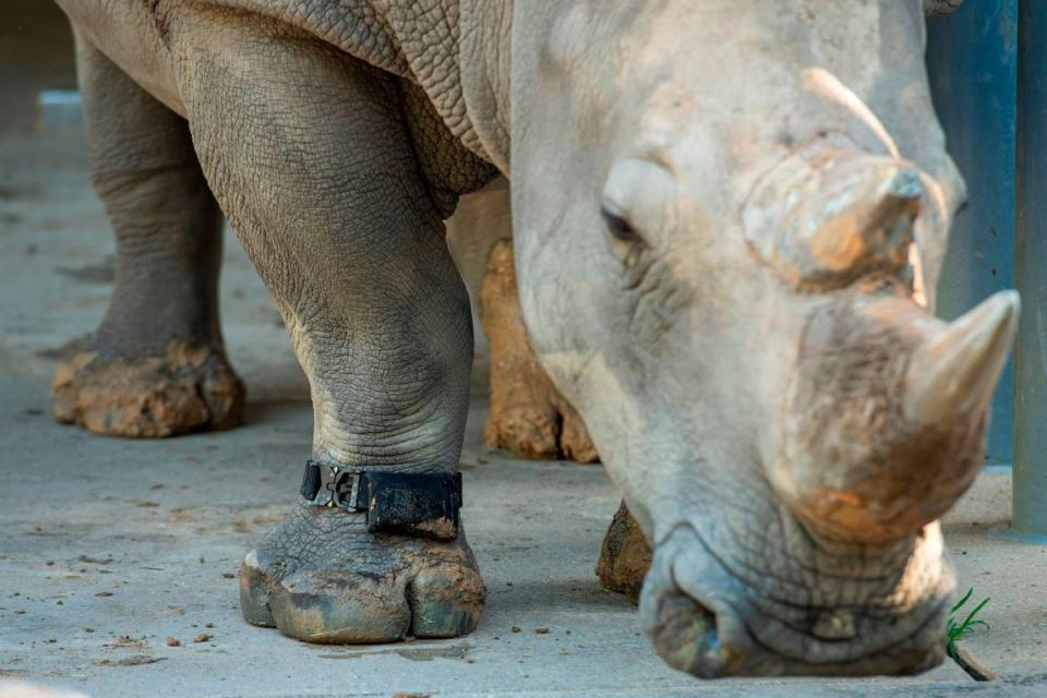 Helen, a 30-year-old white rhino at Disney’s Animal Kingdom park is wearing a fitness tracker.