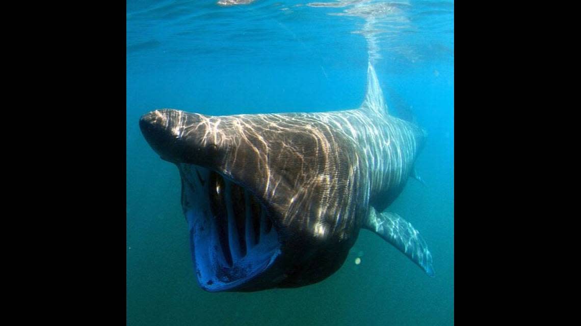 Basking sharks, which can grow to 33 feet, are mostly toothless sharks that feed on plankton. Greg Skomal/National Oceanic and Atmospheric Administration