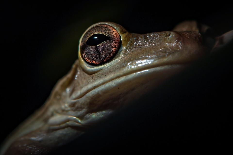 A Cuban tree frog explored in Lake Worth, Florida in 2010. According to the University of Florida, the frogs are an invasive species.