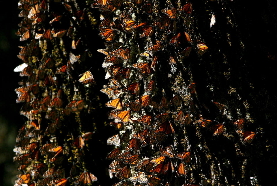 FILE - In this March 13, 2005 file photo, Monarch butterflies gather on a tree at the El Rosario Butterfly Sanctuary near Angangueo, Mexico. The number of Monarch butterflies wintering in Mexico has plunged to its lowest level since studies began in 1993. A report released on Jan. 29, 2014 by the World Wildlife Fund, Mexico’s Environment Department and the Natural Protected Areas Commission blames the dramatic decline on the insect’s loss of habitat due to illegal logging in Mexico’s mountaintop forests and the massive displacement of its food source, the milkweed plant. (AP Photo/Kirsten Luce, File)