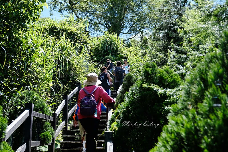 嘉義阿里山｜二延平步道