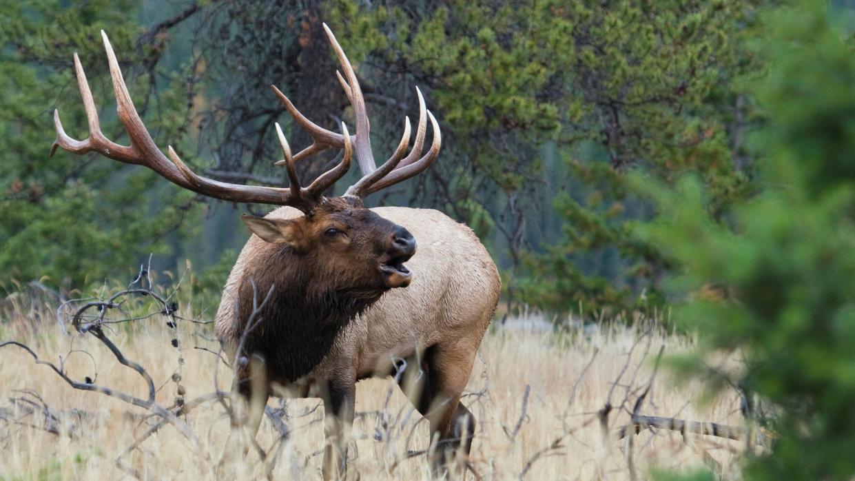  Bull elk bugling at Yellowstone National Park, USA. 