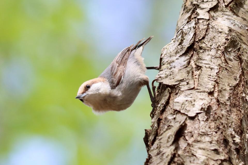 A brown-headed nuthatch, a little bit larger than a ruby-throated hummingbird, that has take up residence in a small patch of shortleaf pines in London, Ky.