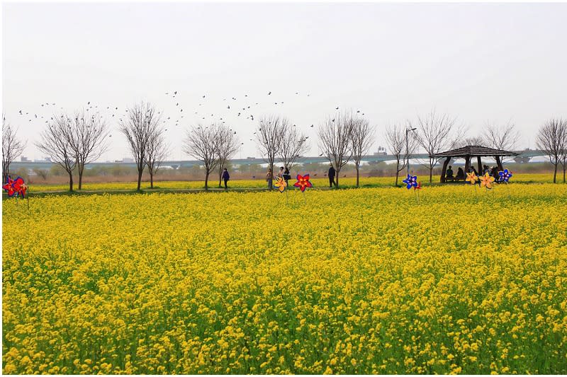 韓國釜山｜大渚生態公園30浬櫻花路、洛東江金黃油菜花