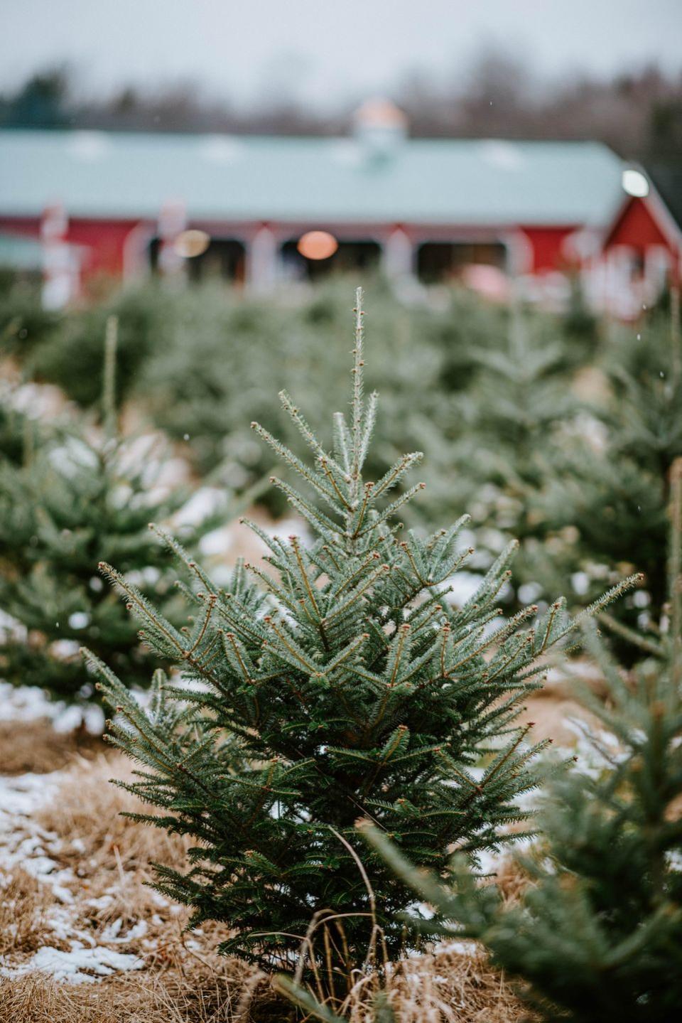 how to recycle christmas tree