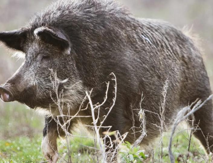 Cerdo salvaje en la finca de Norfolk