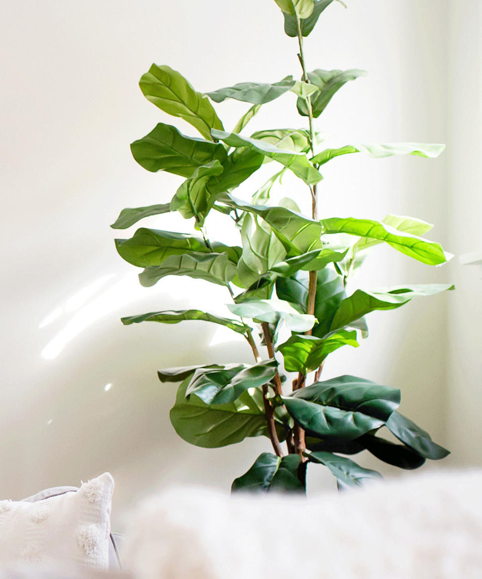 fiddle leaf fig in living room