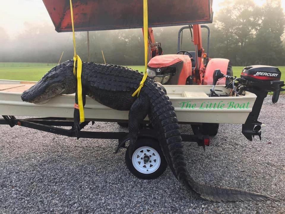 A Mississippi boater John Ladner is beaming with pride after catching a 12-foot alligator weighing in at 477 pounds.