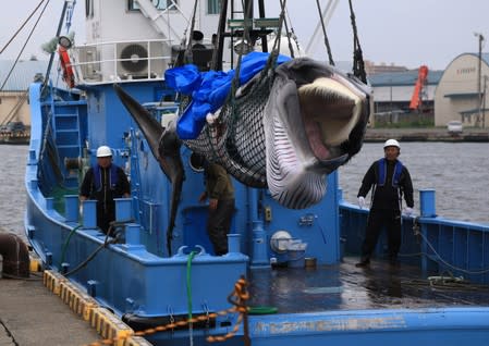 A captured Minke whale is unloaded after commercial whaling at a port in Kushiro