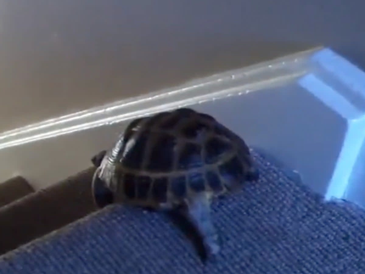 A screengrab of a tortoise video Jenna Ellis used to mock Mitch McConnell  (Twitter)