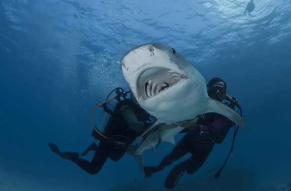 Researchers restrain a tiger shark underwater.