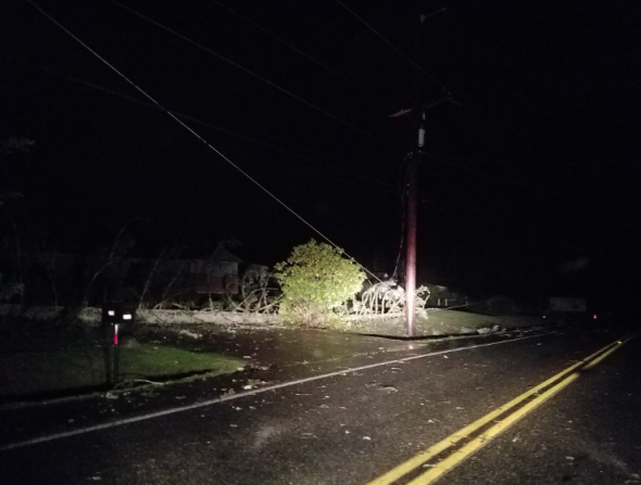 Tree down Jan 6