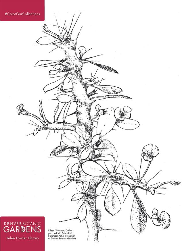 Free Coloring Pages From 100+ Museums by Color Our Collections