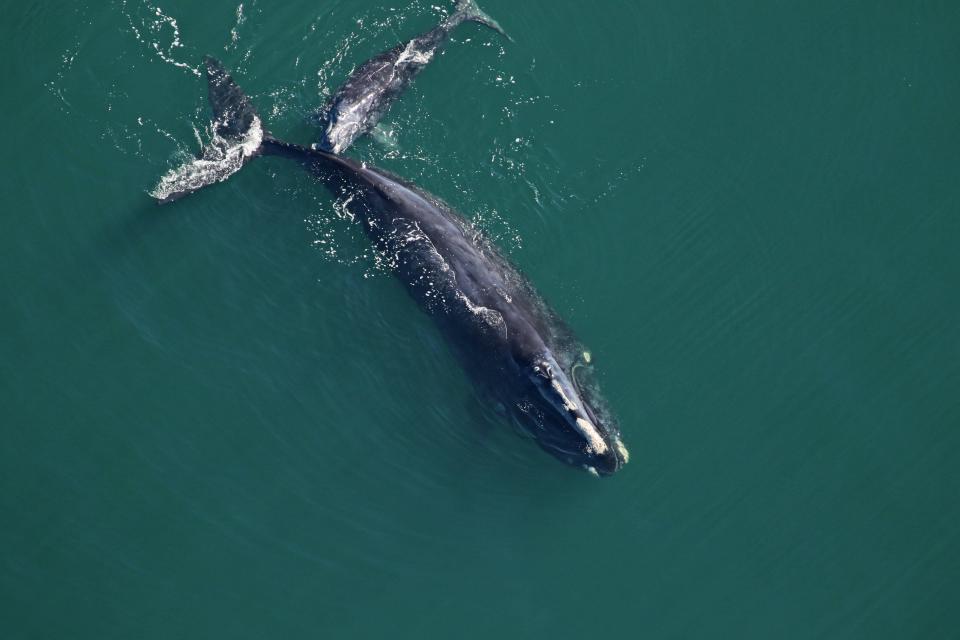 A young right whale, seen here with its mother in January 2021, spent about half its life with its tail wrapped in rope that was cutting into its flesh. It finally died and washed up on a Martha's Vineyard beach in January. Photo taken under NOAA permit #20556-01.