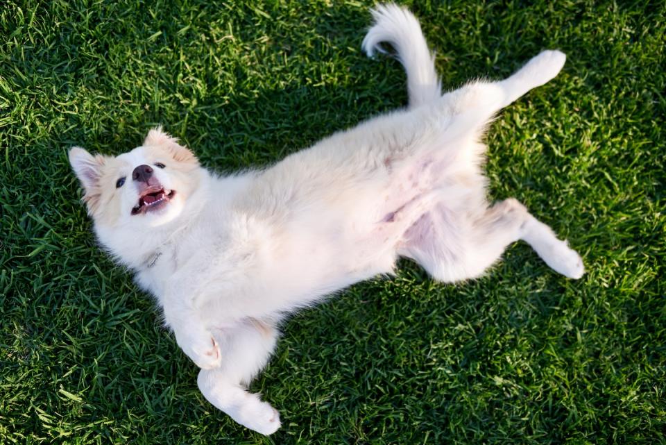 Overhead view of dog rolling on back belly up on green grass (Photo: Getty Images) 