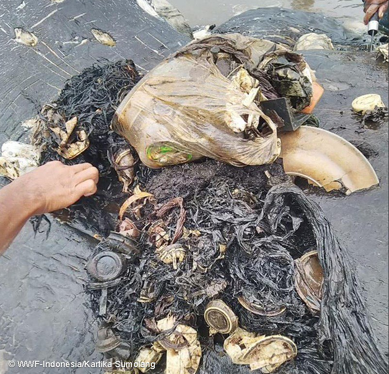Rescuers found flip flops, cups, plastic and even what appeared to be part of a plate inside the whale. (WWF Indonesia/Kartika Sumolang)