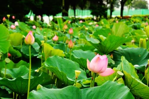 【賞花之旅】白河蓮花季，仲夏蓮香荷田田