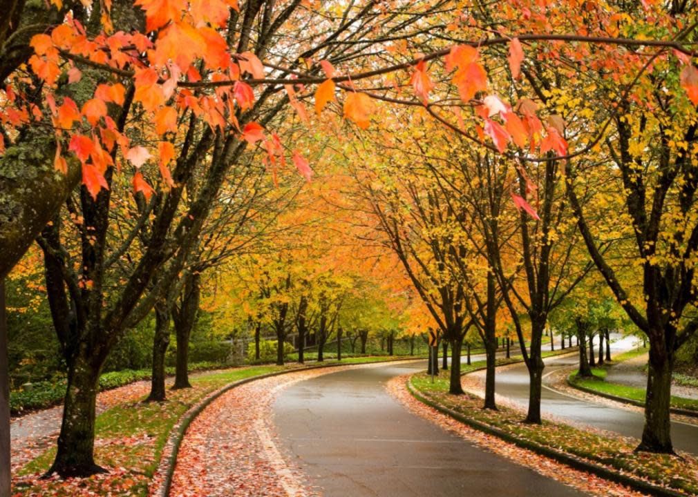 A city street in Tigard lined with autumnal trees.