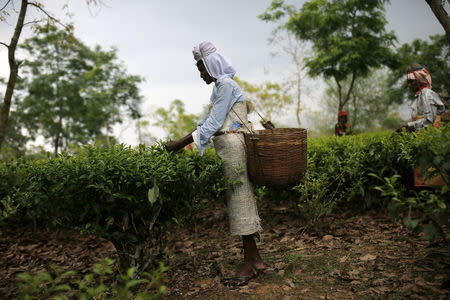 A tea garden worker plucks tea leaves inside Aideobarie Tea Estate in Jorhat in Assam, India, April 21, 2015. REUTERS/Ahmad Masood