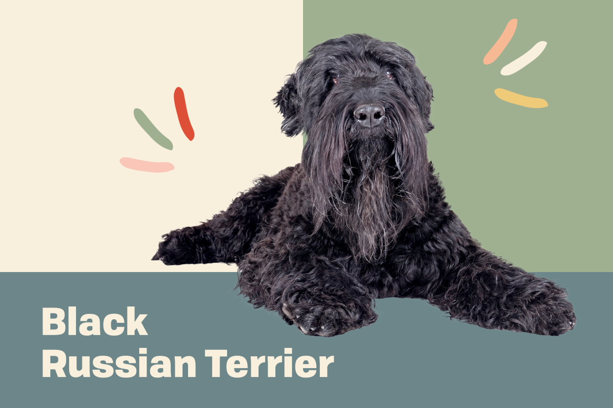 black russian terrier profile treatment