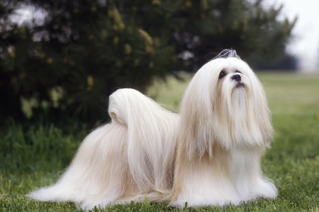 Lhasa Apso — As Active as His Family