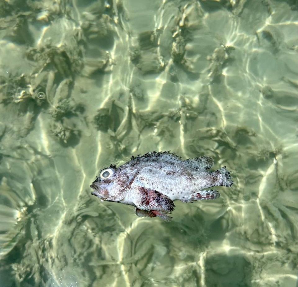 Amid the oppressive ocean heatwave, vulnerable species of fish have begun to die across the Florida Keys.