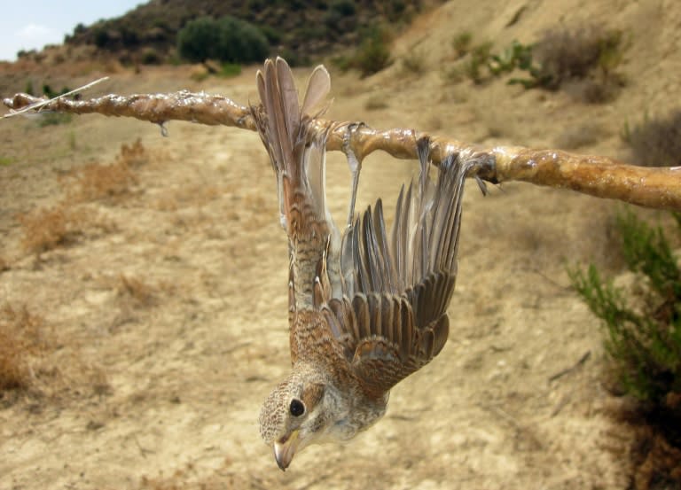 RSPB flooded with reports of birds of prey being killed