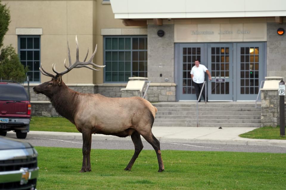 A bull elk pauses in front of the federal courthouse at Mammoth Hot Springs inside Yellowstone National Park.