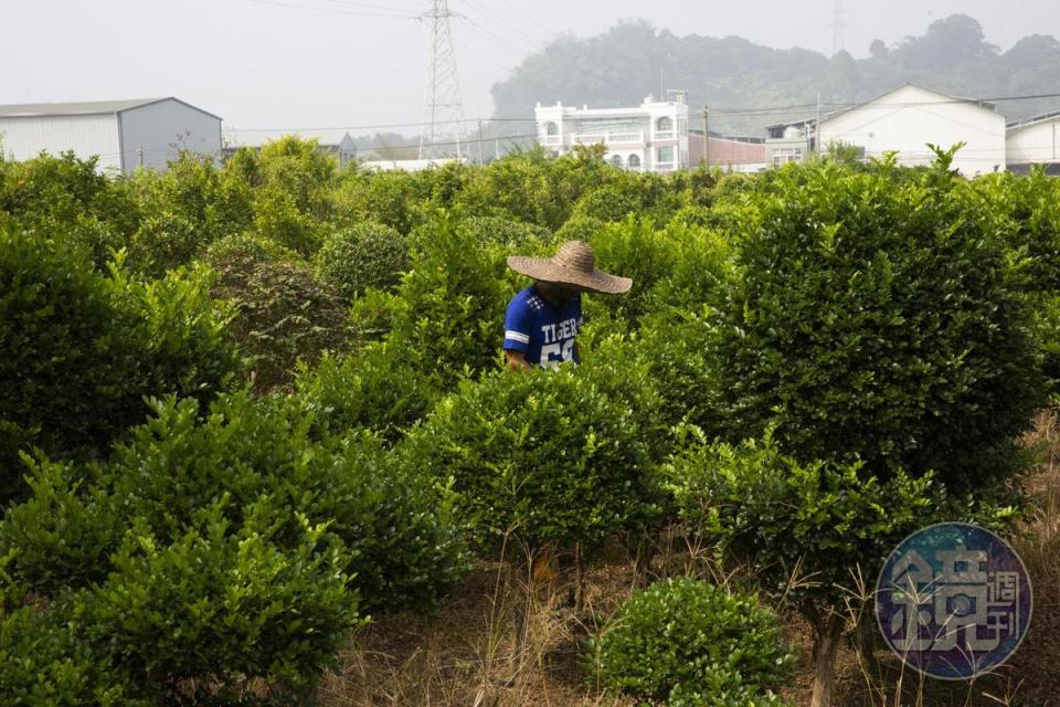 蕭俊輝利照護父母的空檔經營造型植栽事業，但也無法全心投入，得配合照護時間。