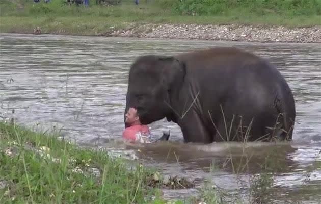 She rushes over to Darrick and scoops him out of the water. Photo: YouTube/elephantnews