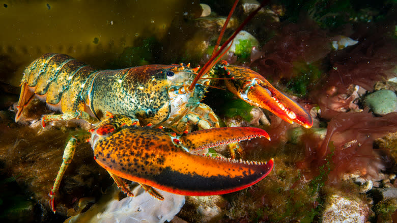 colorful live lobster underwater 