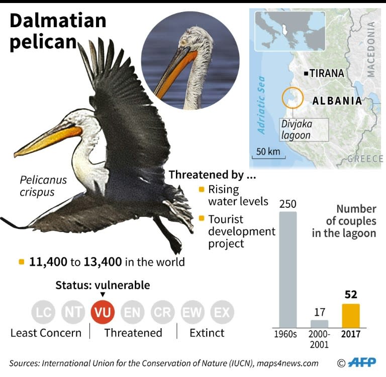 The Dalmatian Pelican, which is back in the Divjaka Lagoon in western Albania