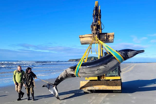 World's Rarest Whale May Have Washed Ashore in New Zealand: 'Next to  Nothing Is Known About Them'