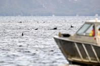 Teams work to rescue hundreds of pilot whales that are stranded on a sand bar in Macquarie Harbour on September 23, 2020 in Strahan, Australia. (Photo by Steve Bell/Getty Images)