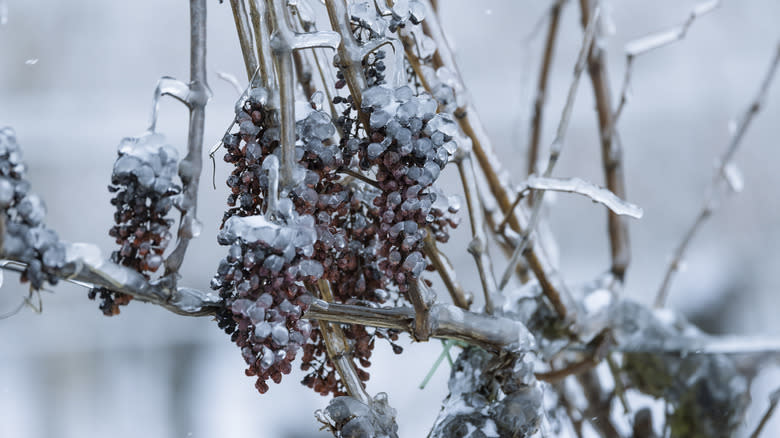 frozen ice wine grapes