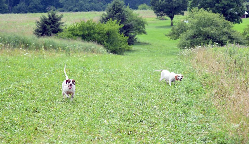 Josie, left, and Sassy, two English pointers, work a field line July 29, 20022, in search of  game birds.
