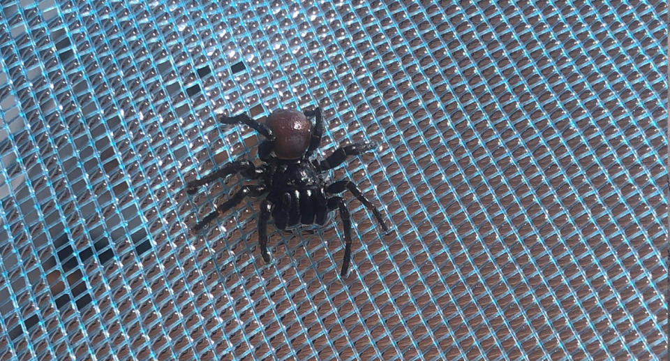 A photo of one of the eastern mouse spiders on the pool net.