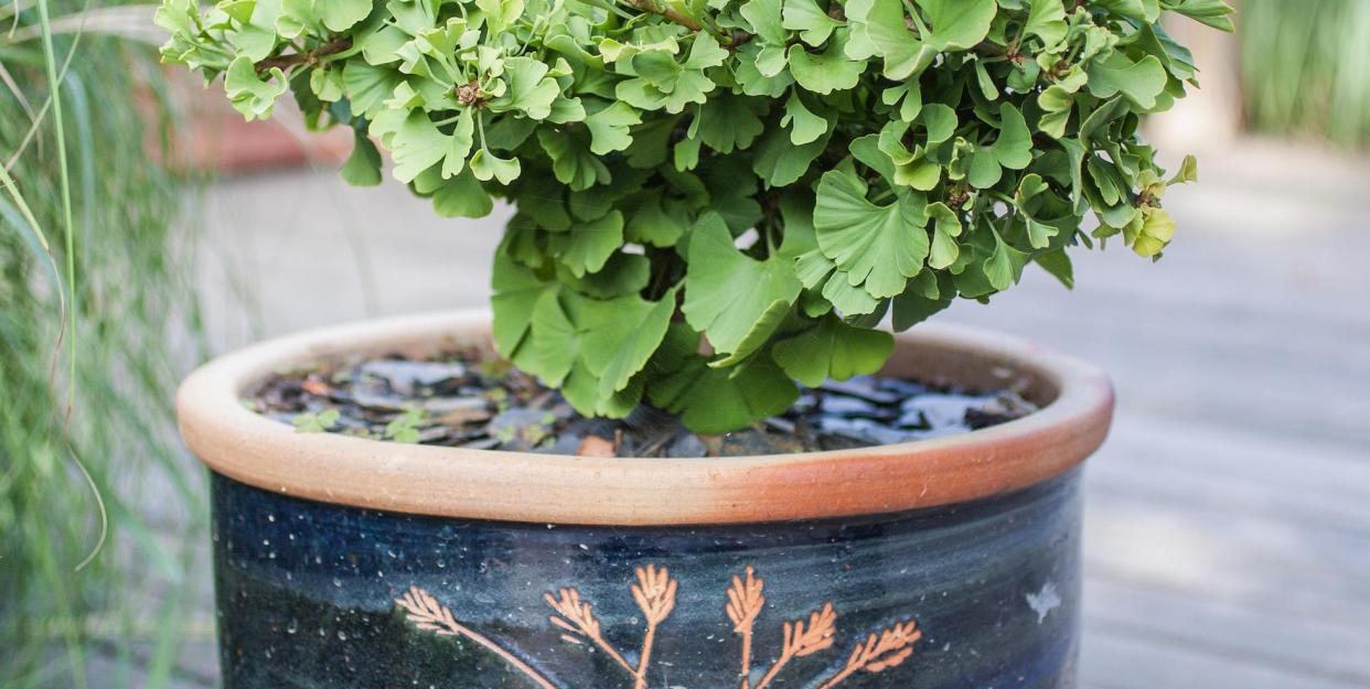 jpwmwj ginkgo 'mariken' in pot