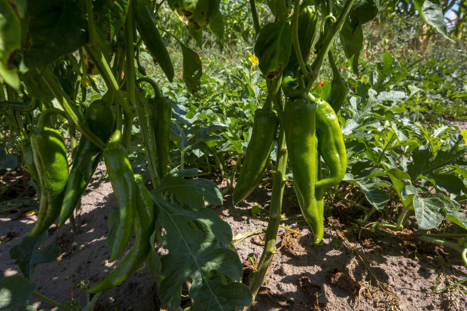 A small crop of chile peppers grow in the gardens of Gilbert Naranjo’s cousin at Santa Clara Pueblo in northern New Mexico, Monday, Aug. 22, 2022. Climate change is taking a toll on Santa Clara Pueblo in northern New Mexico, which has been home to Tewa-speaking people for thousands of years. (AP Photo/Andres Leighton)