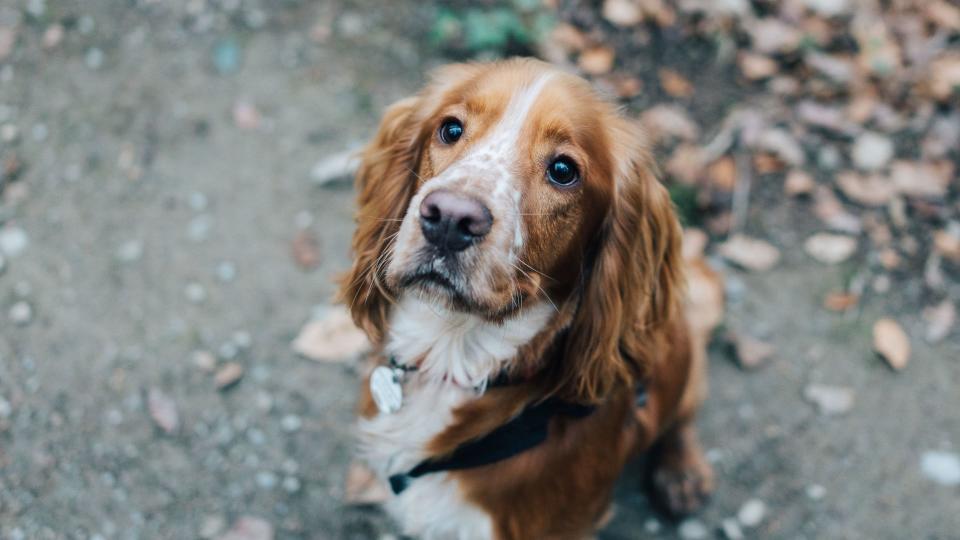 Cocker Spaniel looking up